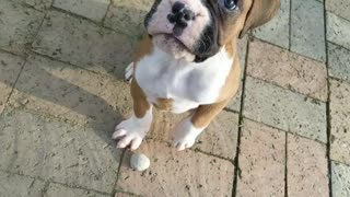 Beans says hi