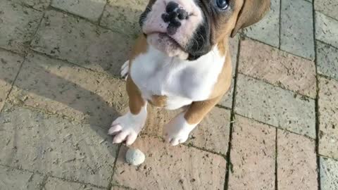 Beans says hi