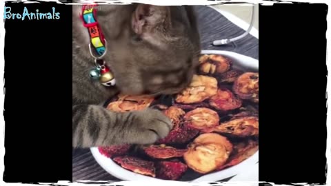 FUNNY CATS & DOGS 2018 #1