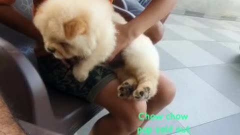 Dog Lovers