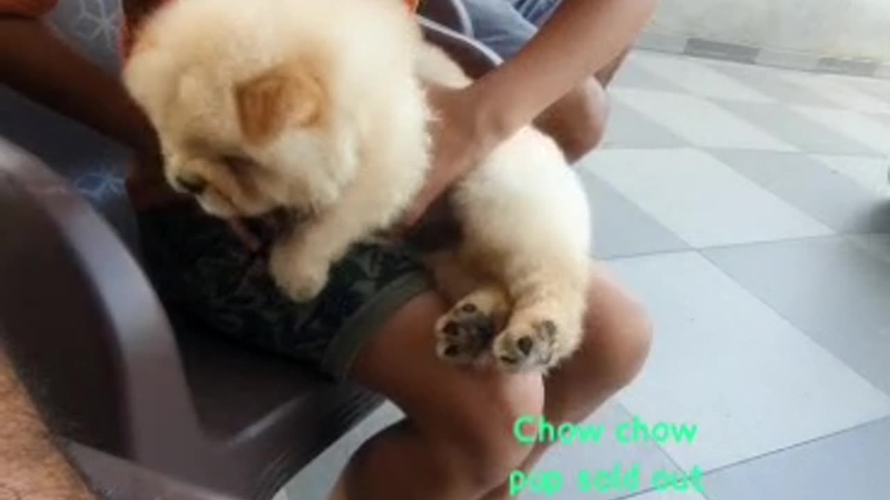 Dog Lovers