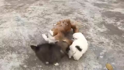 MUMMA IRRITATE😬 CAUSE OF HER CHILDS PETS TOO MUCH NAUGHTY & FUNNY