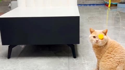 3 super crazy cats -Funniest Animals Videos part 5