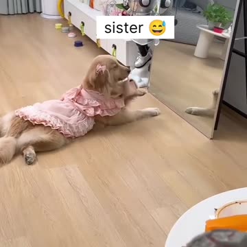 Preety dogs funny moments 🥰