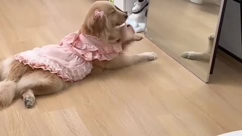 Preety dogs funny moments 🥰