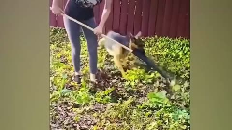 Funny reaction by dog video