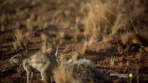 Mongoose Vs. Cobra