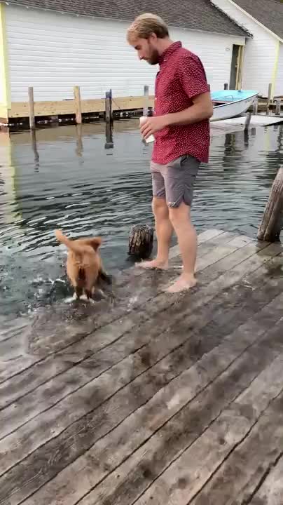 puppy falls off dock into lake while running around - excited dog falls into lake
