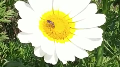 Education videos, meditation videos