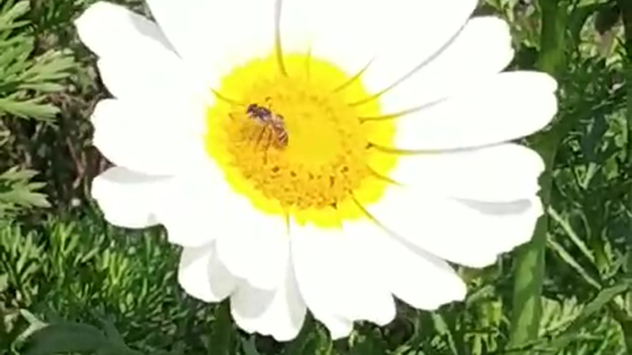Education videos, meditation videos