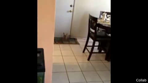 A dog roleplay as an athlete champion Gone wrong