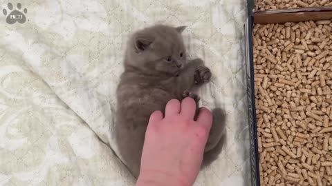 Adorable kitten receives massage to calm herself