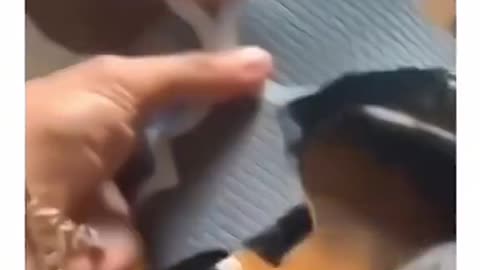 Funny Dogs Compilation: Best Dog Moments Ever