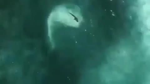 This is a beautiful and charming water-dwelling species