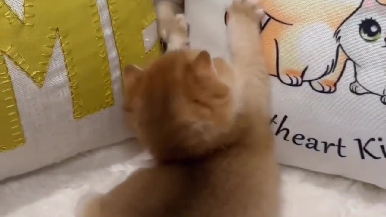 A beautiful kitten 🐱😅😊 #shorts #viral #cat #kitten #trending