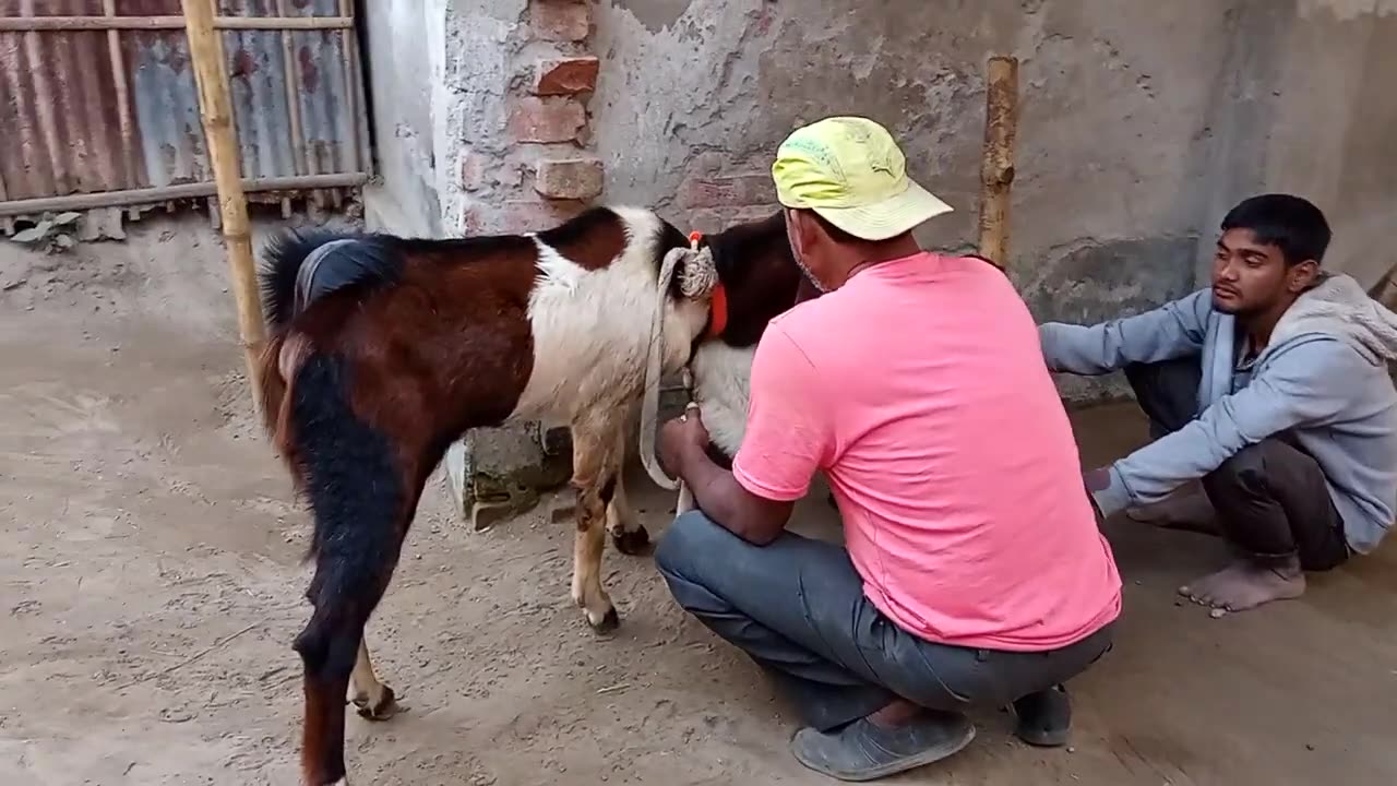 A man Is helping to have a sex of Goat