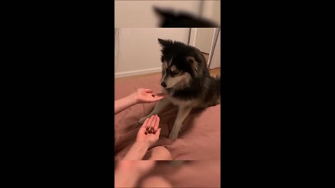Confused dog