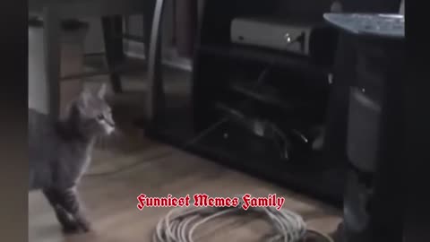 Beautiful pets doing enjoy able things