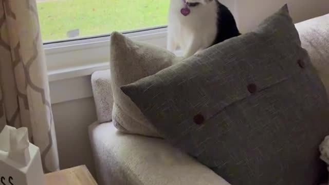 Southern Cats