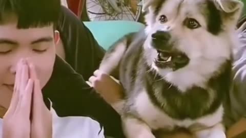 Funny animal