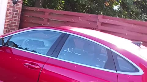 Swarm of gnats