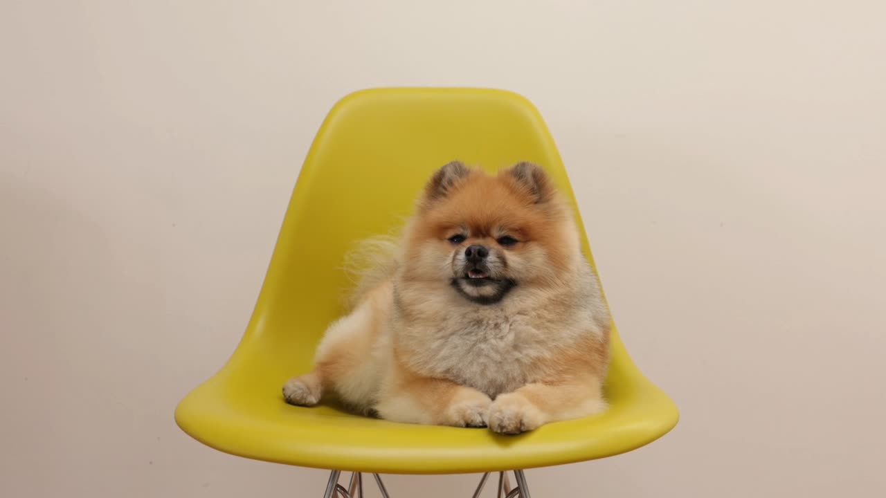 Cute baby animals Videos Compilation cute moment of the animals.#2.