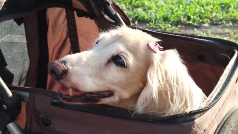 dog sitting a bag \''white dog sea camera