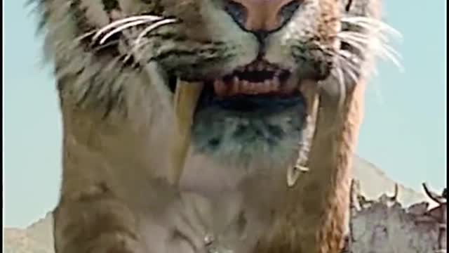 you think is better? Animal World saber-toothed tiger Barbary Lion h