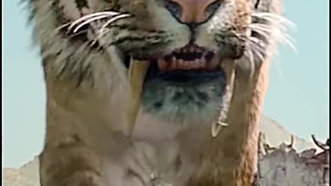 you think is better? Animal World saber-toothed tiger Barbary Lion h