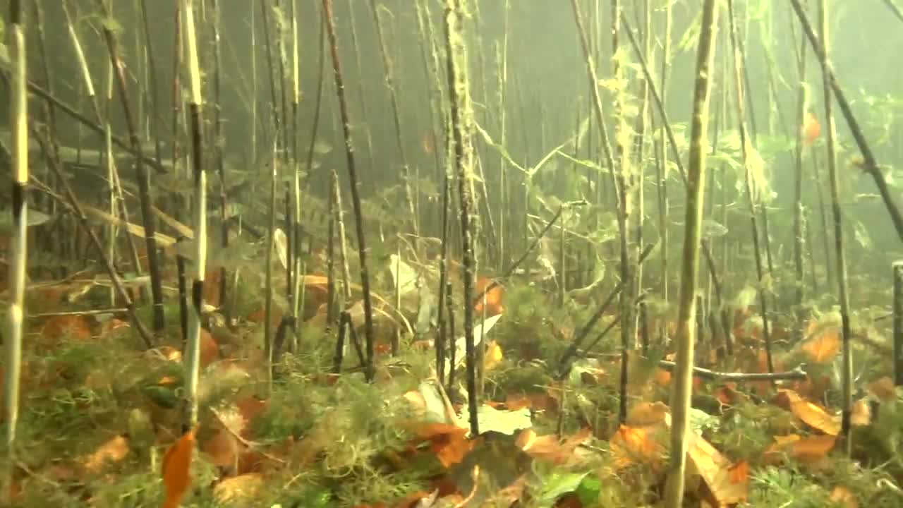 Stechlinsee - Im Tauchrevier Deutschland (c)