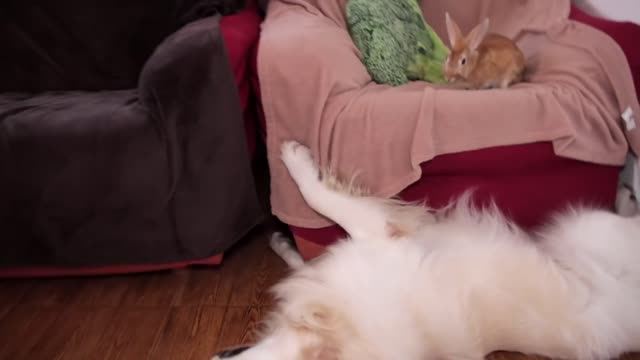 Dog Tries To Get Rabbit's Attention At Any Cost