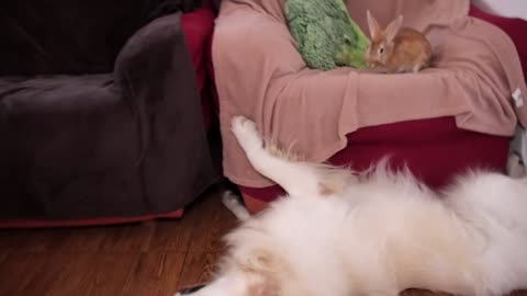 Dog Tries To Get Rabbit's Attention At Any Cost