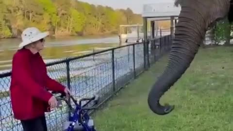 Best Funny Animal Videos of the year (2024), funniest animals ever. relax with cute animals video