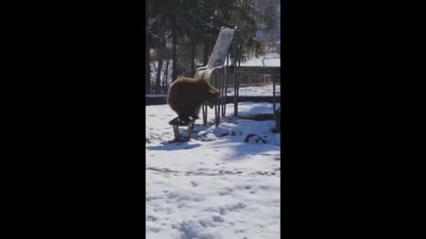 The funniest videos about animals, cats, dogs,funny videos funny moments with animals 2024😆👌🤣