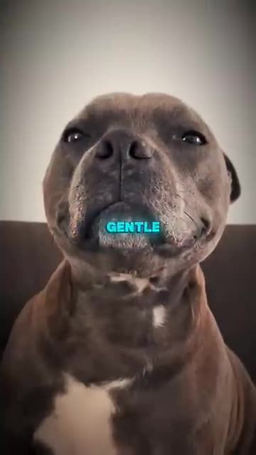 The truth about owning a Pitbull !! Warning if considering