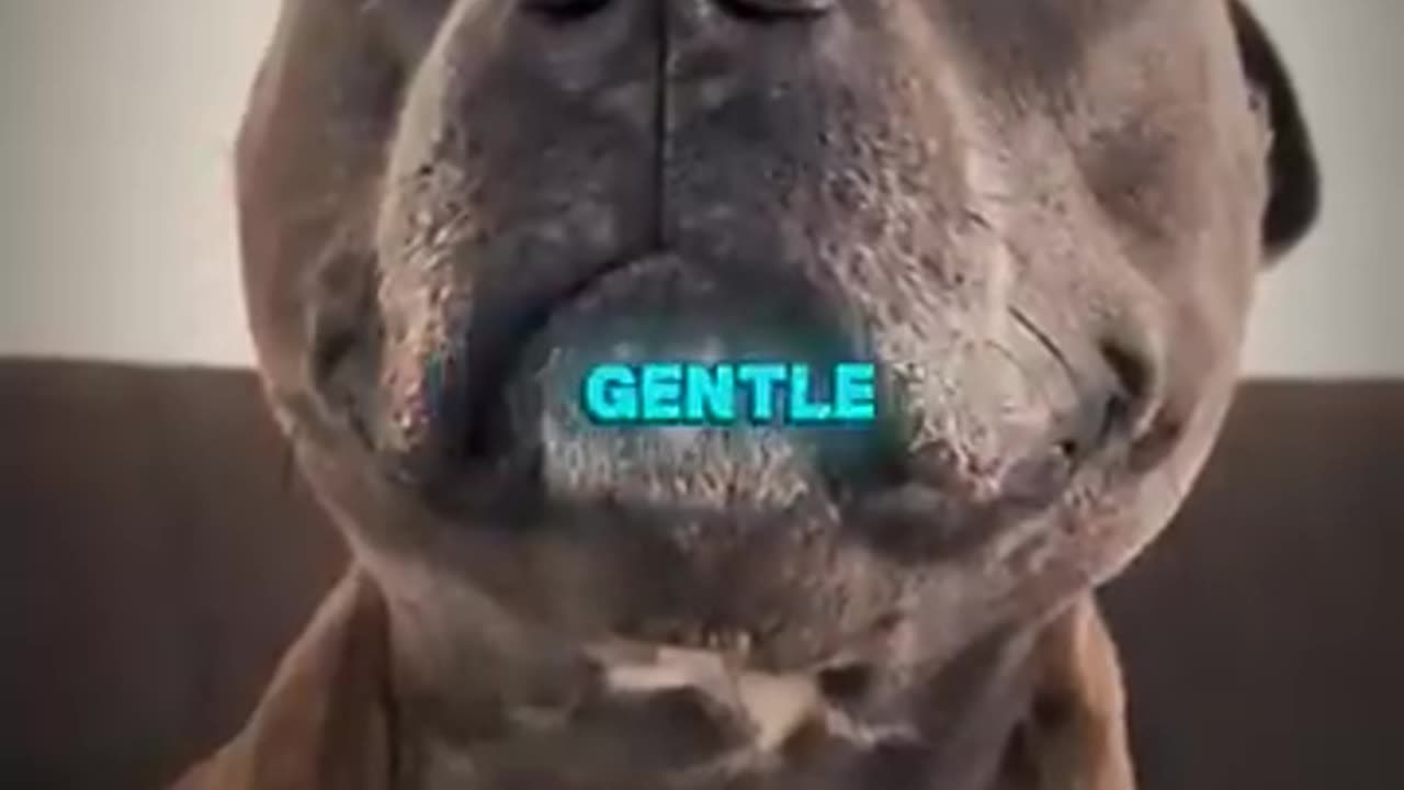 The truth about owning a Pitbull !! Warning if considering