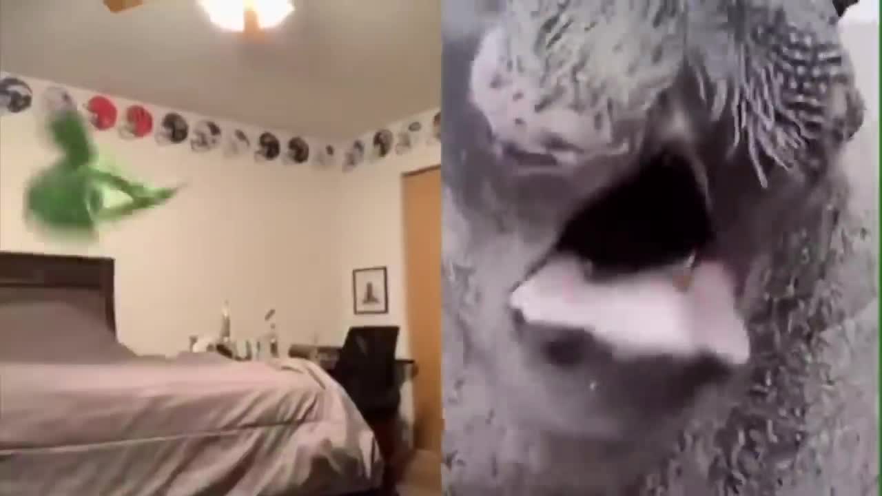 FUNNY KERMIT VIDEOS!