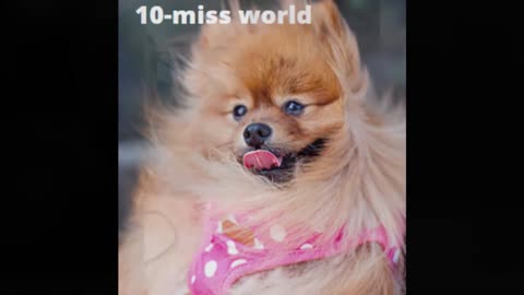Funny Animal Compilations #10