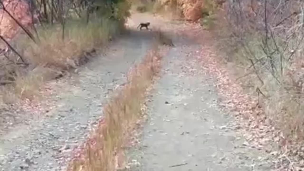 Mountain Lion wants to eat this man
