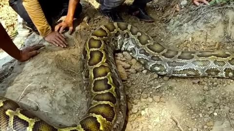 Funny moments snake catch