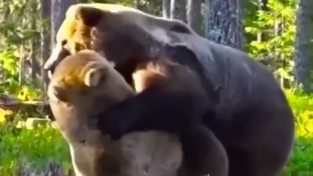 Amazing animal in Ukraine