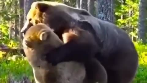 Amazing animal in Ukraine