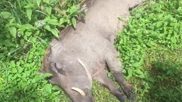 friendly warthogs