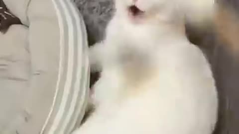 Funny Animal Compilation
