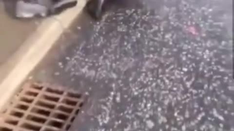 Pakistanis attacked a white boy in Manchester again police say reacuring problam