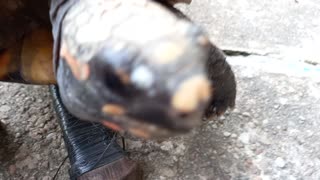 Meu amigo Napoleão