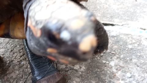 Meu amigo Napoleão
