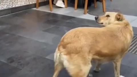 "Sit, Stay, Giggle: A Comedy Training Session for Dogs and Humans!"