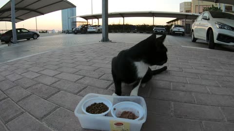 Homeless cat in Ras Al Khaimah, UAE: RIHANNA #cat #cats #Rihanna #foryou #UAE #pets #pet #viral #4u