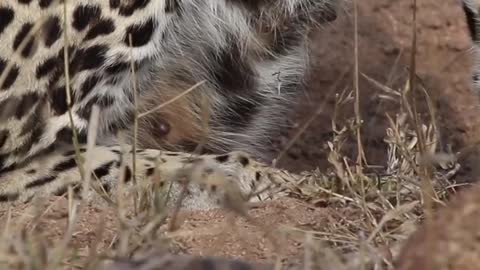 This is a leopard with a story